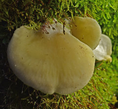 Conchomyces bursiformis