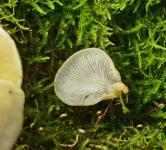 Conchomyces bursiformis