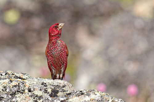 Great Rosefinch (Carpodacus rubicilla), photo 3