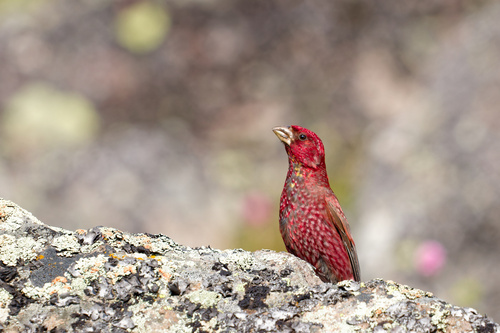 Great Rosefinch (Carpodacus rubicilla), photo 6