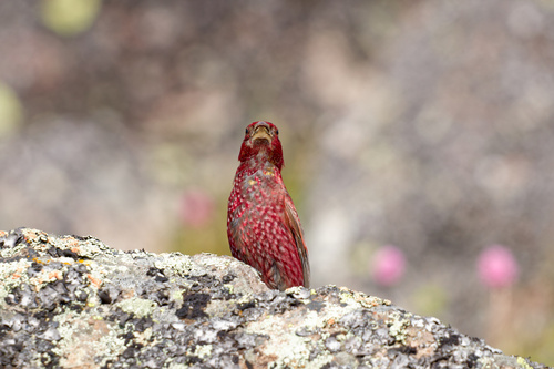 Great Rosefinch (Carpodacus rubicilla), photo 5