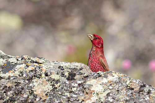 Great Rosefinch (Carpodacus rubicilla), photo 4