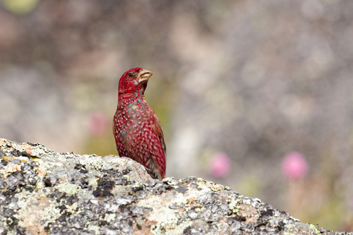 Great Rosefinch (Carpodacus rubicilla), photo 8