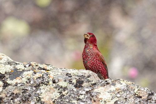 Great Rosefinch (Carpodacus rubicilla), photo 7