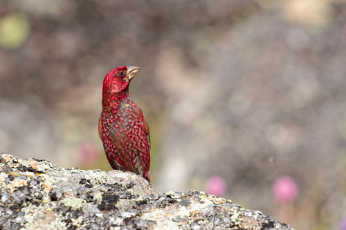 Great Rosefinch (Carpodacus rubicilla), photo 9