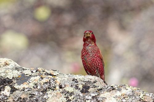Great Rosefinch (Carpodacus rubicilla), photo 10