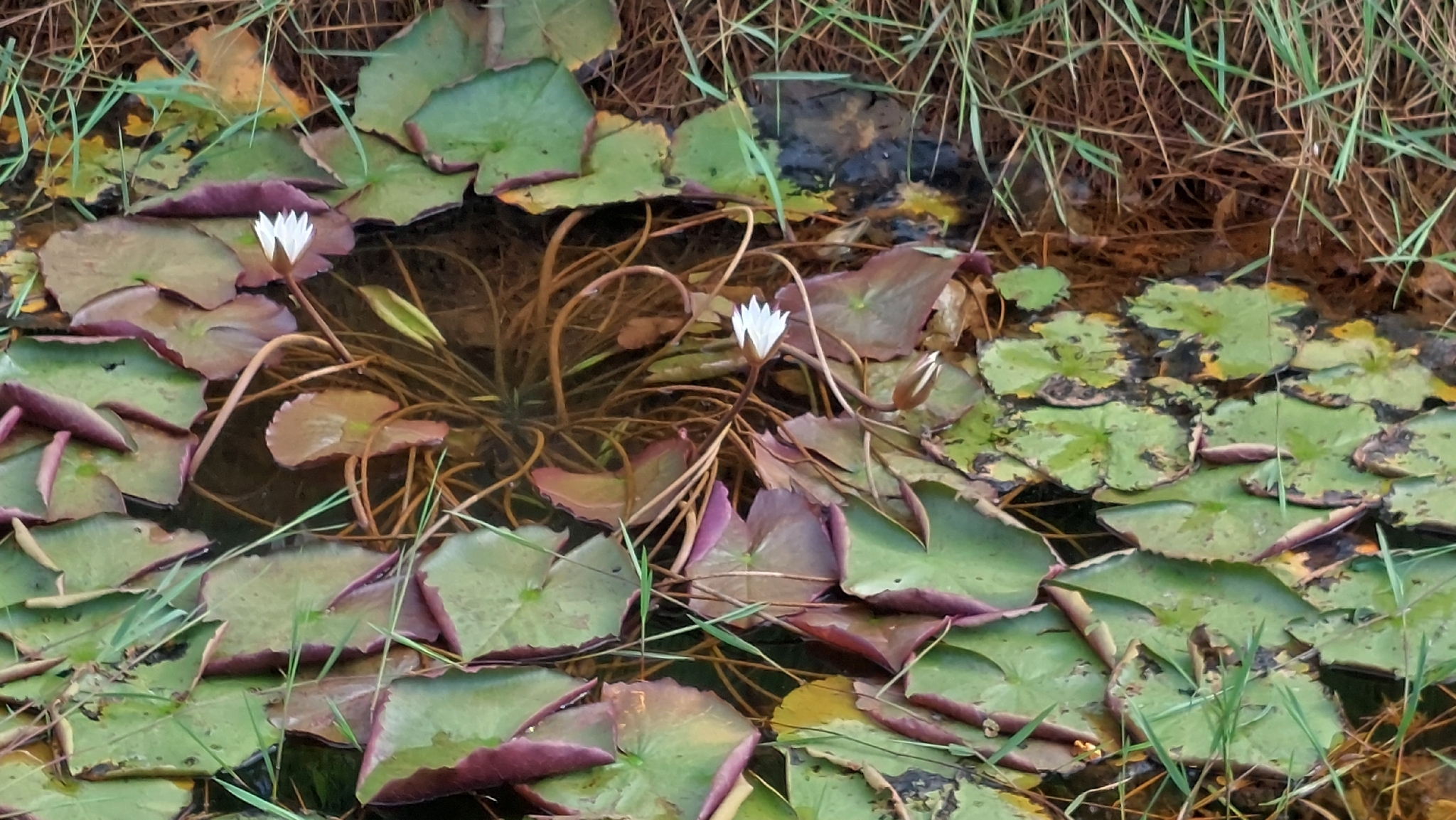 Nymphaea nouchali — ảnh 3