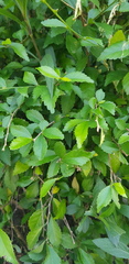 Magnoliopsida