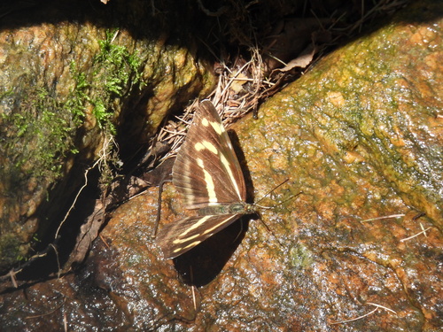 Korean yellow sailer