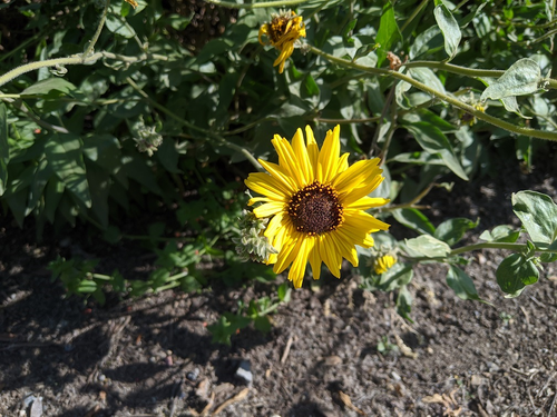 iNaturalist observation photo of California brittlebush