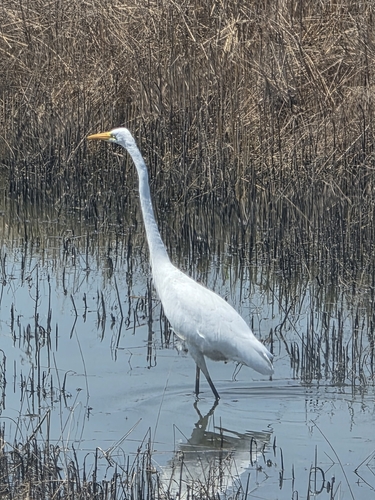 Great Egret