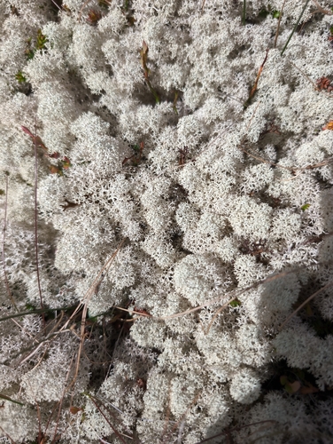 Star-tipped Reindeer Lichen