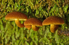 Gymnopilus ferruginosus