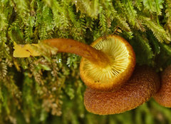 Gymnopilus ferruginosus