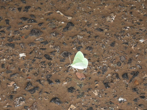 Pelagodes antiquadraria