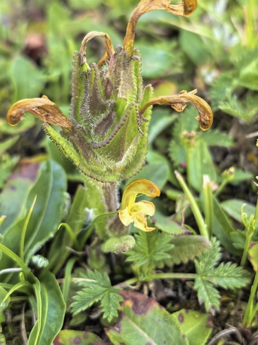 Pedicularis lyrata