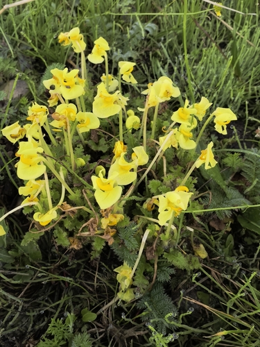Pedicularis chinensis