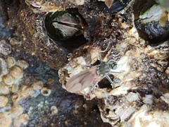 Melanderia mandibulata