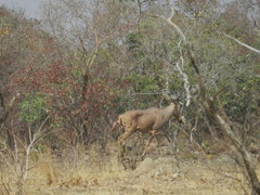 Alcelaphus buselaphus major