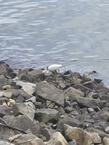 Little Egret