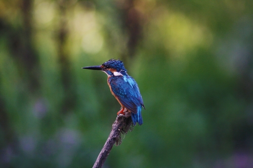 Common Kingfisher