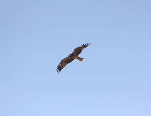 Black Kite