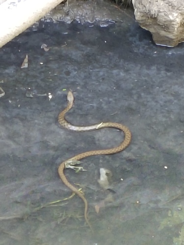 Tessellated Water Snake