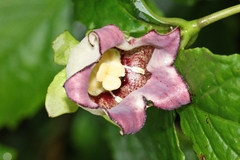 Codonopsis lanceolata