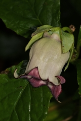 Codonopsis lanceolata, photograph author not stated, no rights reserved