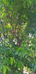 Phaleria macrocarpa