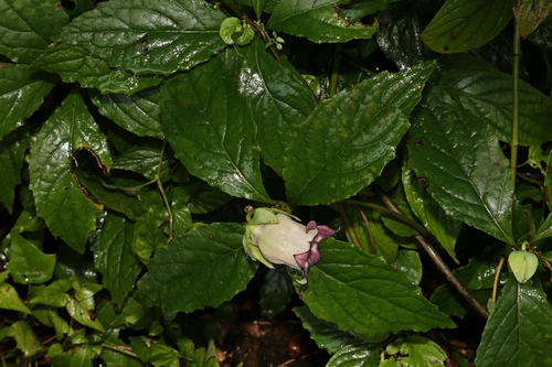 Codonopsis lanceolata, photograph 2