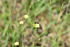 Linum medium