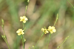 Linum medium