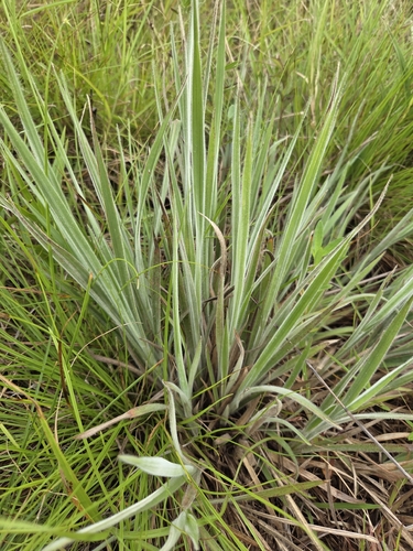 Dimeria chloridiformis observed 2026-08-02
