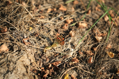 Painted Lady