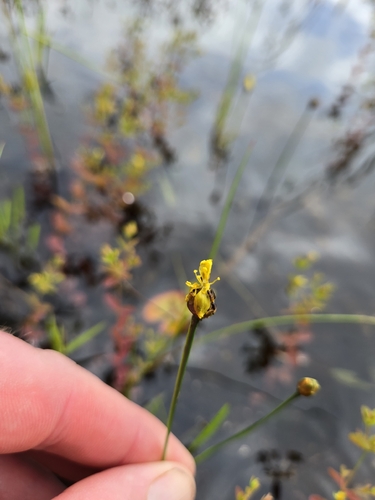 Bog Yellow-eyed Grass