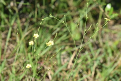 Linum medium