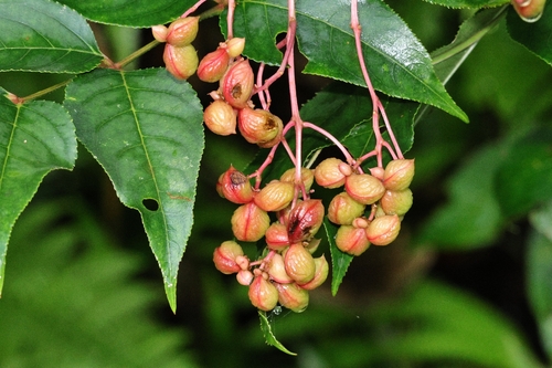 Staphylea japonica, photograph 1