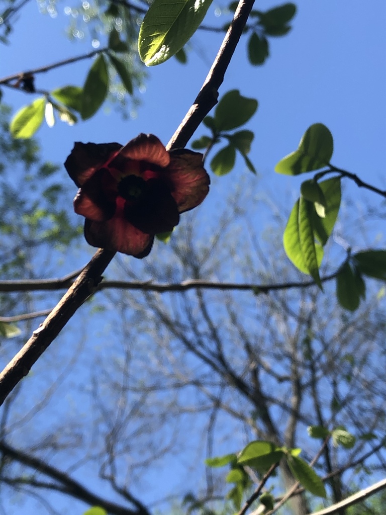 common pawpaw from Indian Cave State Park, Falls City, NE, US on May 3 ...