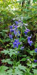 Delphinium trolliifolium