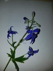 Delphinium trolliifolium