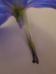 Delphinium trolliifolium