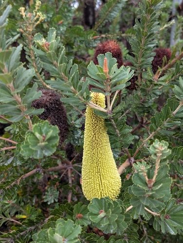 Banksia praemorsa, photograph 3