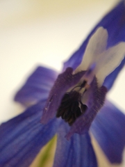 Delphinium trolliifolium