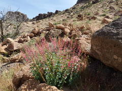 Penstemon stephensii