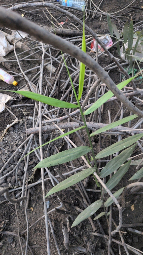 Bush Cane (Flagellaria indica)