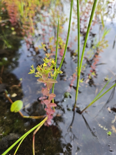 St. John's worts