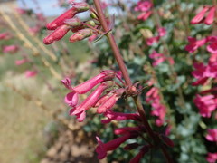 Penstemon stephensii