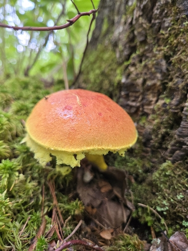 boletes