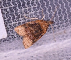 Platynota flavedana